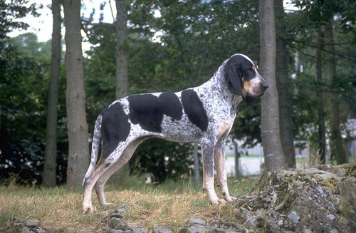 MARELE ALBASTRU DE GASCONIA